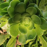 Aeonium arboreum