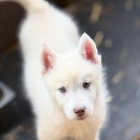 Cuccioli di siberian husky pedigree enci