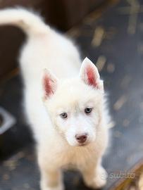 Cuccioli di siberian husky pedigree enci