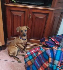 Similpinscher