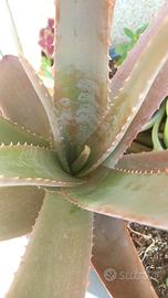 Pianta Aloe vera con vaso