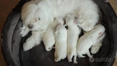 Maltipoo ultima femminuccia