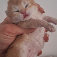 British Shorthair ciccioli