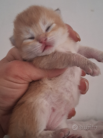 British Shorthair ciccioli