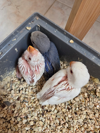 Pulli di inseparabile