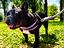 Immagine 4