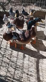 Anatre domestiche colorate