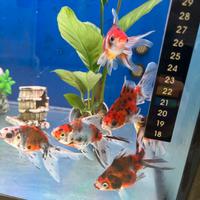 Pesci rossi e mix Oranda e pulitori