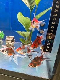 Pesci rossi e mix Oranda e pulitori