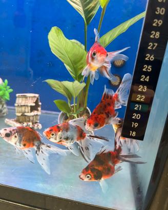 Pesci rossi e mix Oranda e pulitori