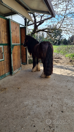 Gypsy vanner