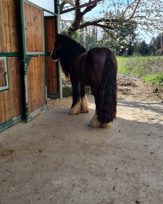 Gypsy vanner
