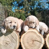 GOLDEN lRetriever linea americana