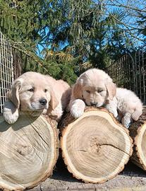GOLDEN lRetriever linea americana