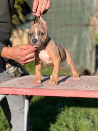 American pitbull terrier