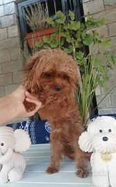 MALTIPOO Teacup buono e sano con test genetici