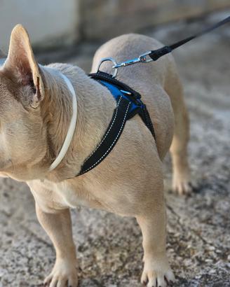 Bulldog francese per monta