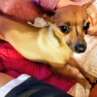 Pincher nano maschio per accoppiamento