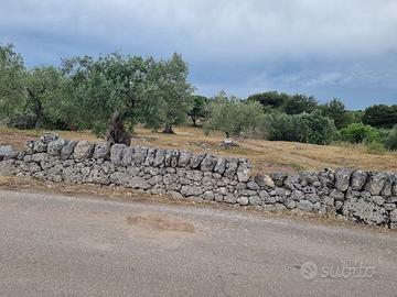 TERRENO IN AGRO DI STATTE c.da CAVA