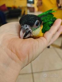 Caicco Testa Nera