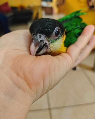 Caicco Testa Nera