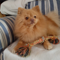 Pomerania piccola tg