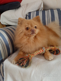 Pomerania piccola tg