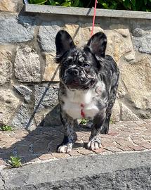 Bulldog francese
