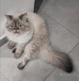 Disponibile gatto per accoppiamento