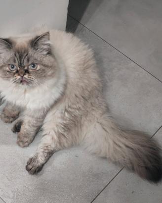 Disponibile gatto per accoppiamento