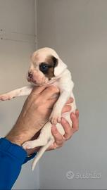 Boxer cuccioli