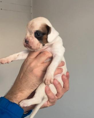 Boxer cuccioli