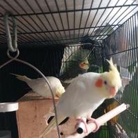 Pappagallo Calopsite maschio giallo, un anno