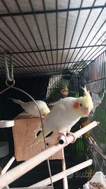 Pappagallo Calopsite maschio giallo, un anno