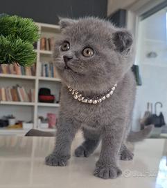 Ultima gattina Scottish fold