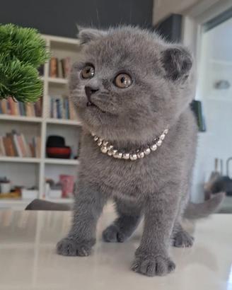 Ultima gattina Scottish fold