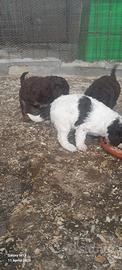 Lagotto Romagnolo