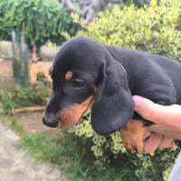 Bassotti cuccioli Nani nero focato