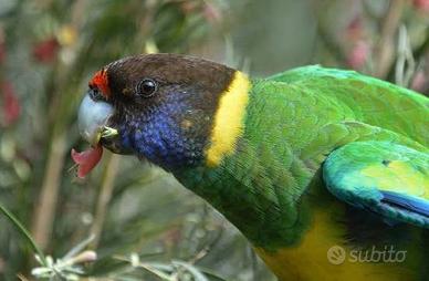 Rosella di Port Lincoln - pulli da imbecco