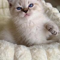 Gattino British Short Hair (Maschietto)