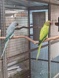 Coppia parrocchetti dal collare