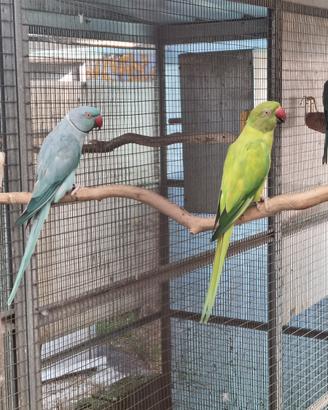 Coppia parrocchetti dal collare