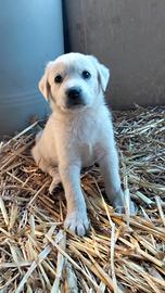 cuccioli labrador mix