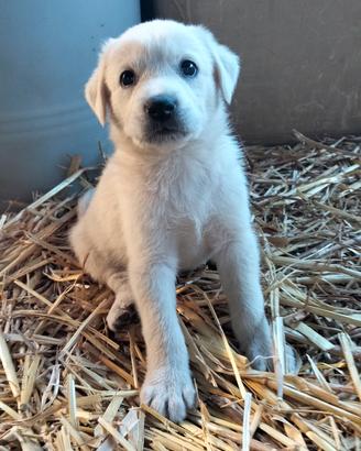 cuccioli labrador mix