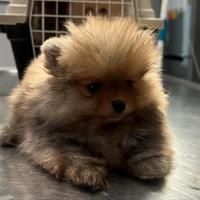 Cuccioli VOLPINO DI POMERANIA