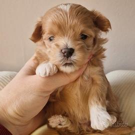 Cucciole di Maltipoo