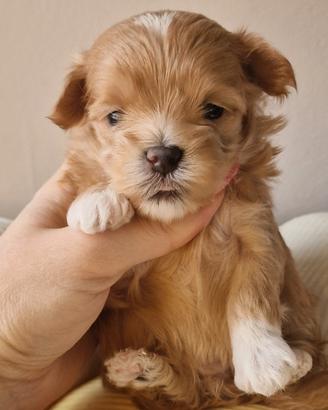 Cucciole di Maltipoo