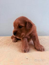 Golden retriever 100% americani
