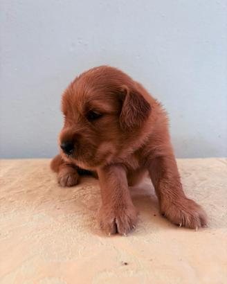 Golden retriever 100% americani