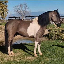 Cavallo argentino
